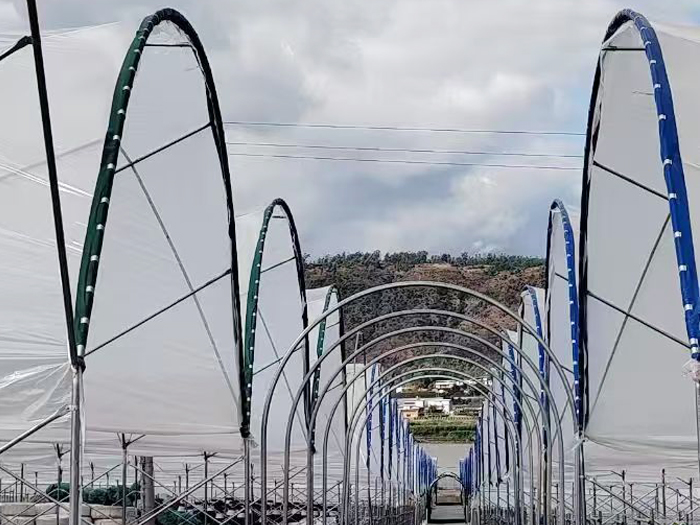 藍(lán)莓連棟大棚