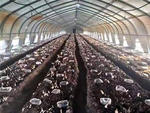 食用菌溫室大棚-食用菌連棟大棚-溫室大棚