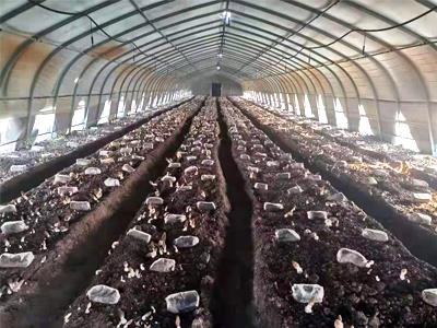 食用菌溫室大棚-食用菌連棟大棚-溫室大棚