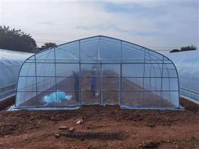 蔬菜種植棚-溫室大棚