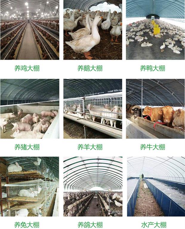 養(yǎng)殖大棚
